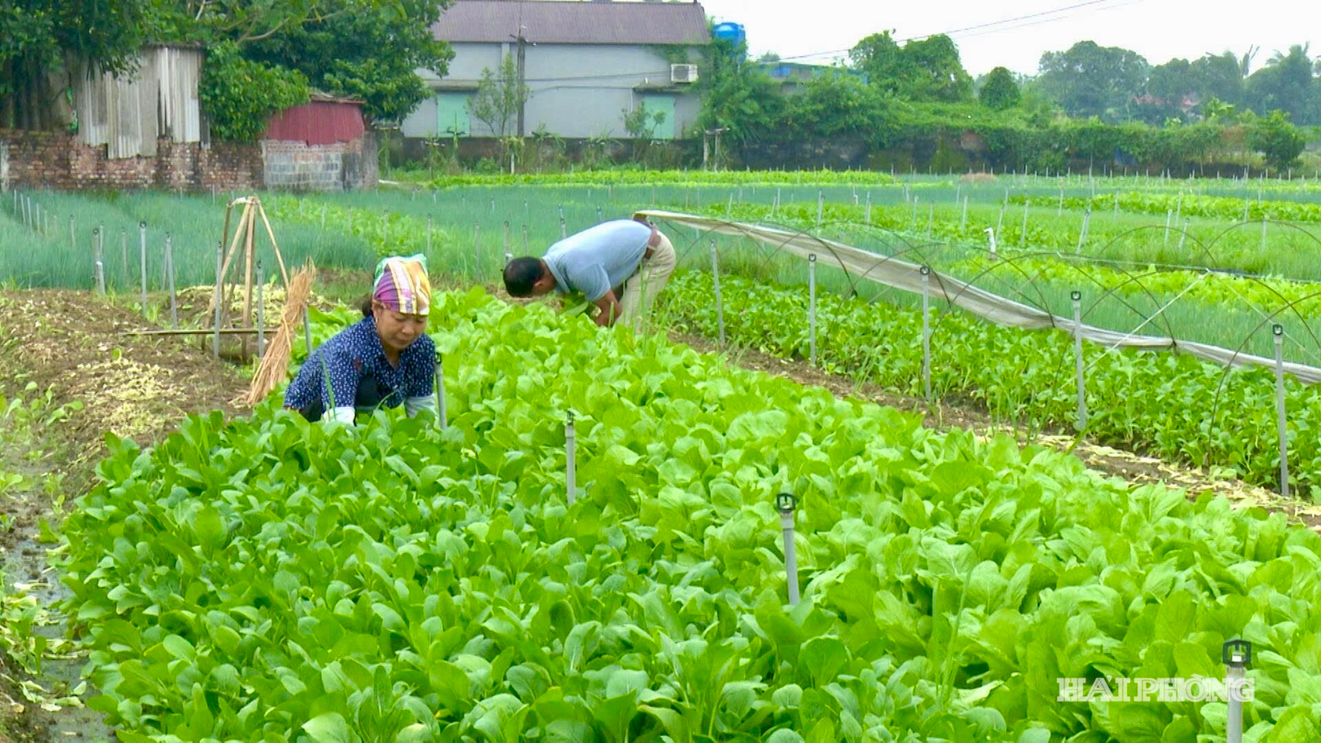 Tình hình sản xuất nông nghiệp, lâm nghiệp, thủy sản tháng 8 và 8 tháng năm 2026