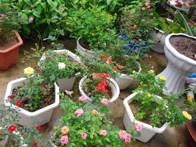 Ngắm vườn hoa tại nhà rực rỡ sắc màu giữa lòng Hải Phòng