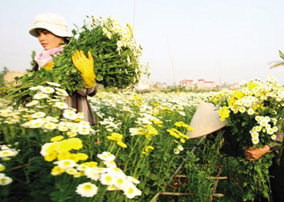 Làng hoa Đằng Hải, Hải An