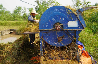 Tình hình sản xuất nông, lâm nghiệp, thủy sản tháng 11/2024