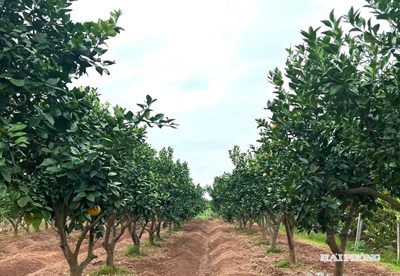 Tình hình sản xuất nông, lâm nghiệp, thủy sản tháng 10 và 10 tháng năm 2025