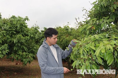 Hải Phòng có 318 vùng cây ăn quả tập trung