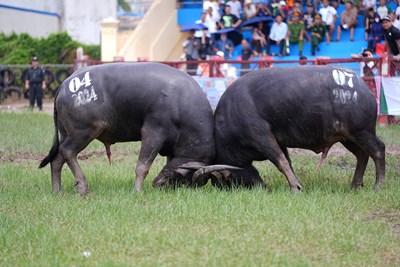 Lễ hội chọi trâu Đồ Sơn - Nét văn hóa đặc sắc của người dân miền biển Hải Phòng