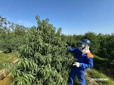 Nông dân Hải Phòng hối hả vào vụ hoa Tết