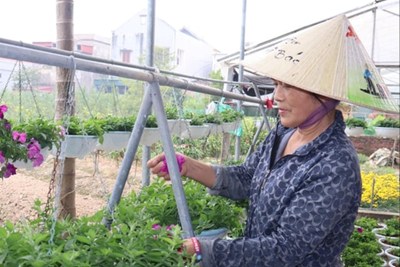 Người trồng hoa, cây cảnh tại Hải Phòng tất bật chuẩn bị cho mùa Tết