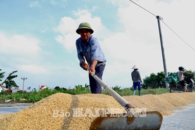 Tình hình sản xuất nông nghiệp tháng 6/2025