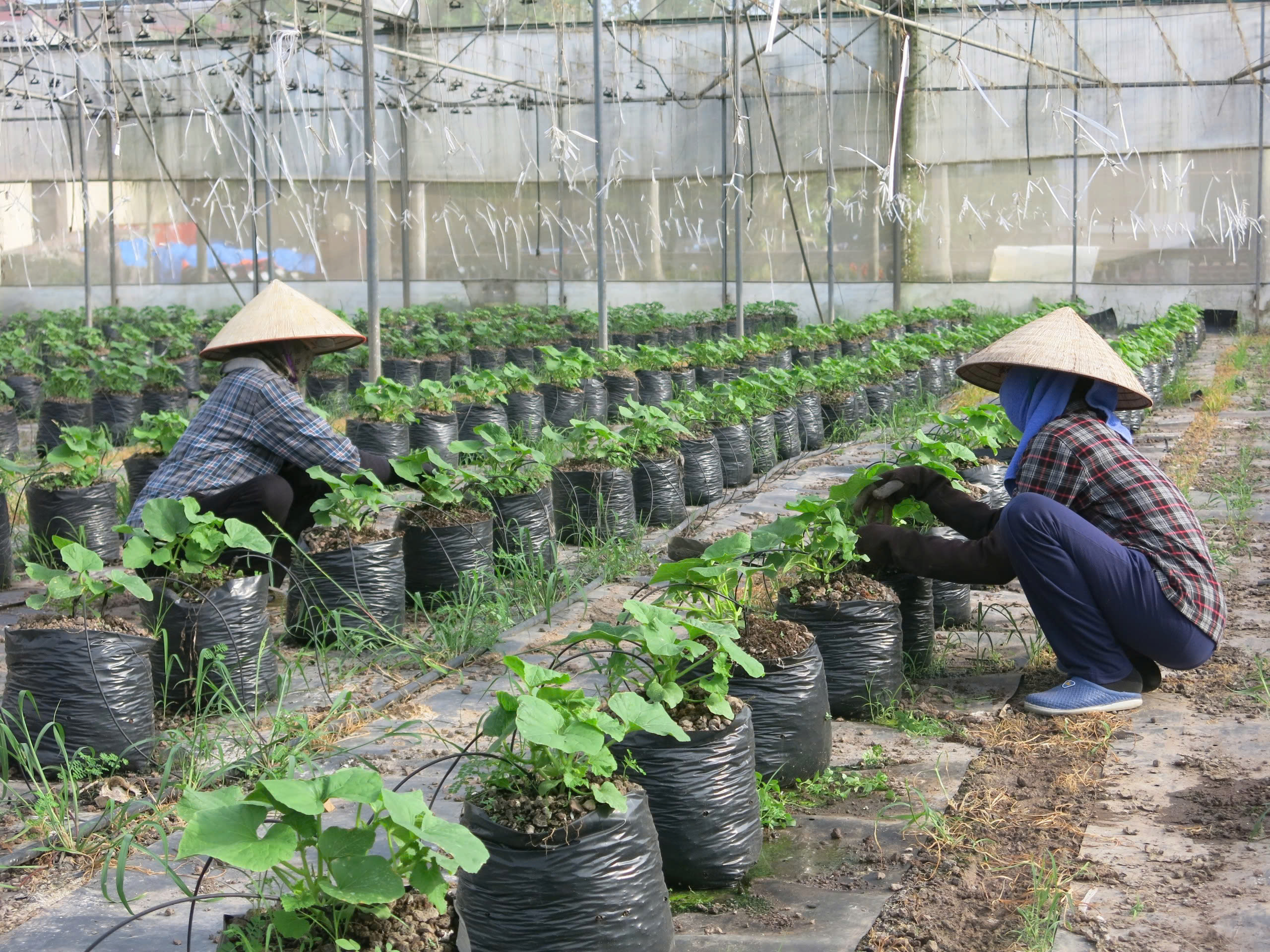 Tình hình sản xuất nông, lâm nghiệp, thủy sản tháng 5/2025