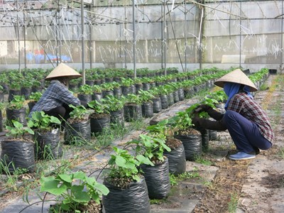 Tình hình sản xuất nông, lâm nghiệp, thủy sản tháng 5/2025