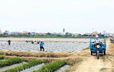 Tình hình sản xuất nông, lâm nghiệp, thủy sản năm 2025