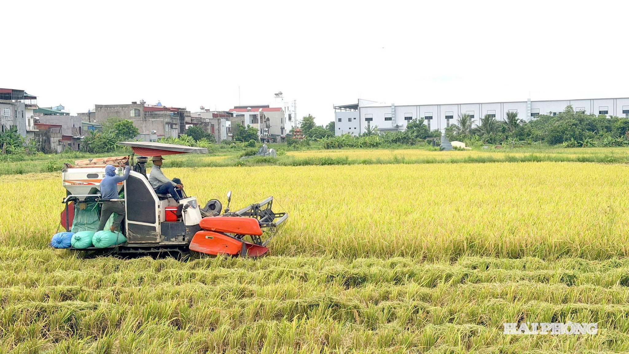 Tình hình sản xuất nông nghiệp, lâm nghiệp, thủy sản 6 tháng đầu năm 2026