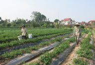 Tình hình sản xuất nông, lâm nghiệp, thủy sản tháng 3/2025