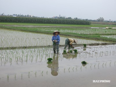 Tình hình sản xuất nông nghiệp, lâm nghiệp, thủy sản tháng 1/2026