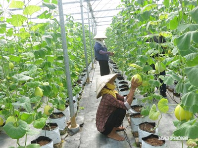 Tình hình sản xuất nông, lâm nghiệp, thủy sản tháng 8 và 8 tháng năm 2025