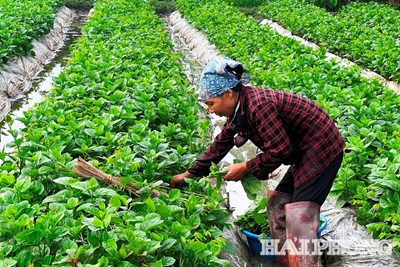 Tình hình sản xuất nông nghiệp, thủy sản tháng 3/2026