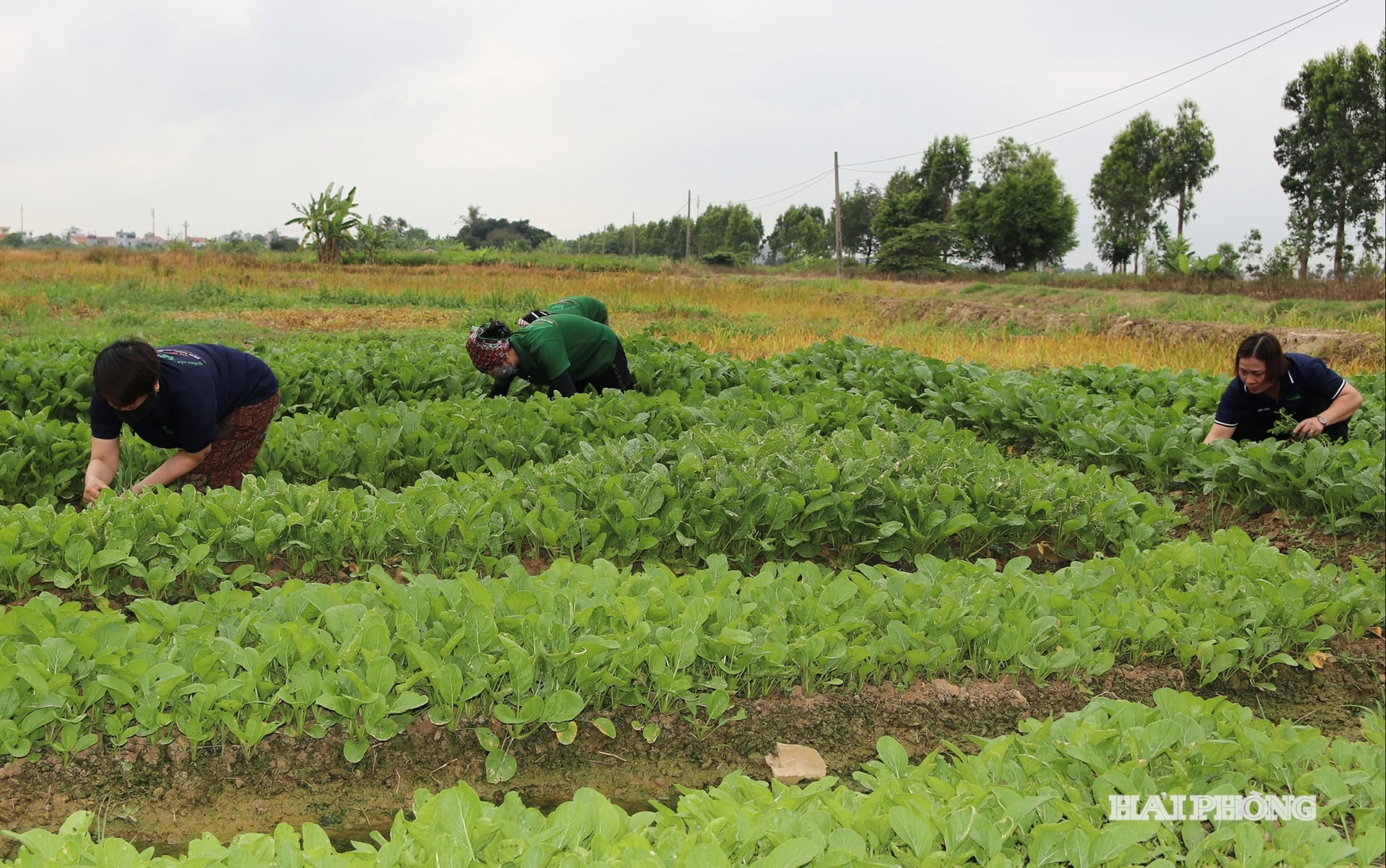 Hải Phòng có 323 vùng chuyên canh rau màu tập trung