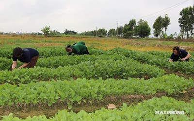 Hải Phòng có 323 vùng chuyên canh rau màu tập trung
