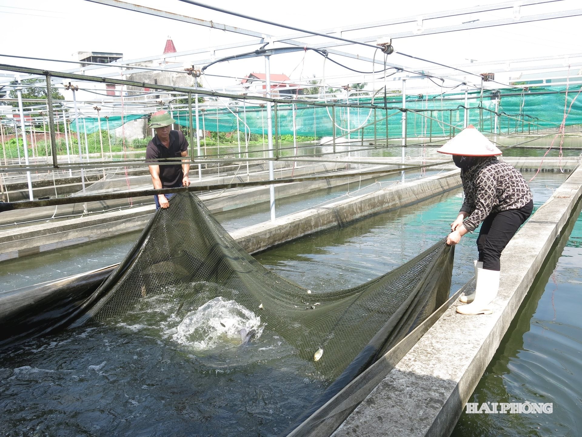 Tình hình sản xuất nông, lâm nghiệp, thủy sản tháng 9 và 9 tháng năm 2025