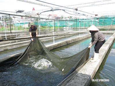 Tình hình sản xuất nông, lâm nghiệp, thủy sản tháng 9 và 9 tháng năm 2025