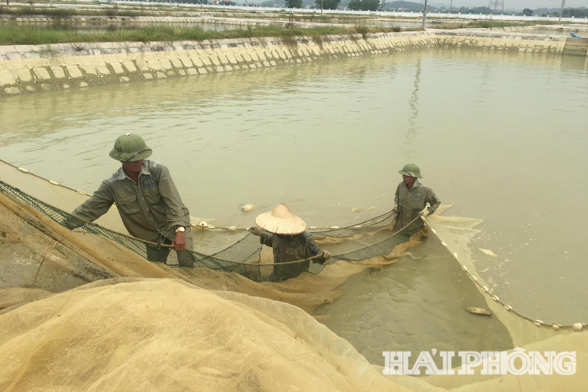 Sản xuất nông nghiệp, lâm nghiệp, thủy sản Hải Phòng quý I đạt hơn 18,4 nghìn tỷ đồng