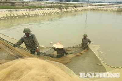 Sản xuất nông nghiệp, lâm nghiệp, thủy sản Hải Phòng quý I đạt hơn 18,4 nghìn tỷ đồng